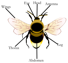 Diagram of a bumblebee