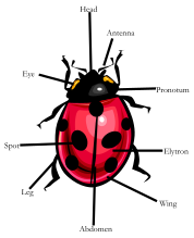 Diagram of a ladybird